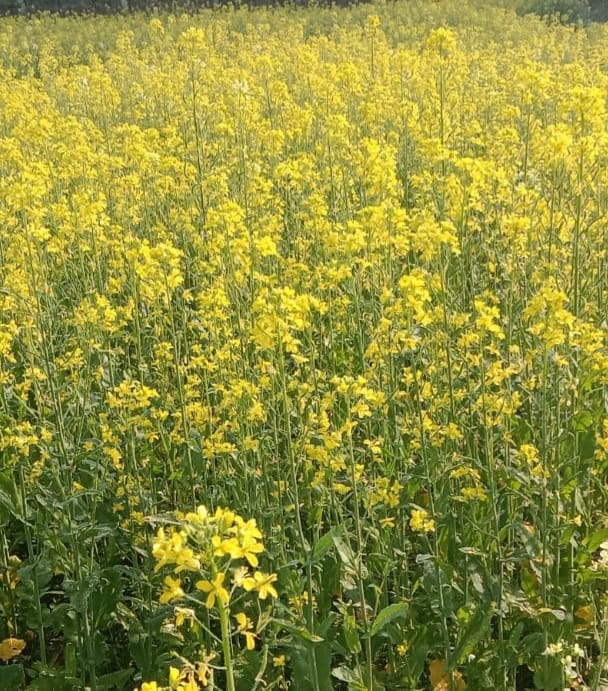 Mustard field